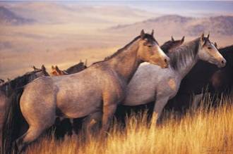 GRAY MARES